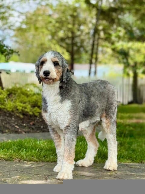 bernedoodle mom