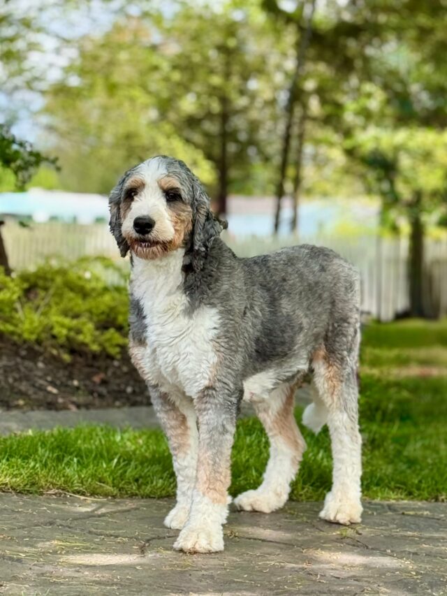bernedoodle mom