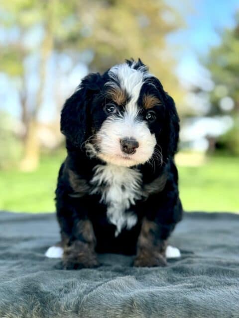 bernedoodle puppy