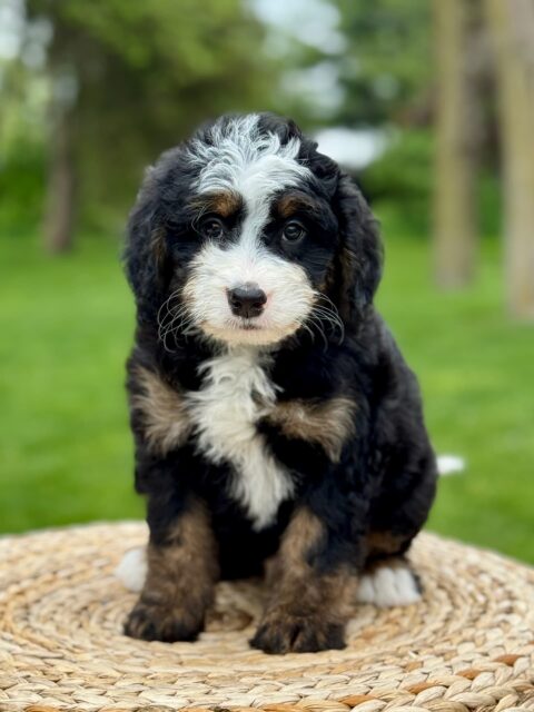bernedoodle puppy