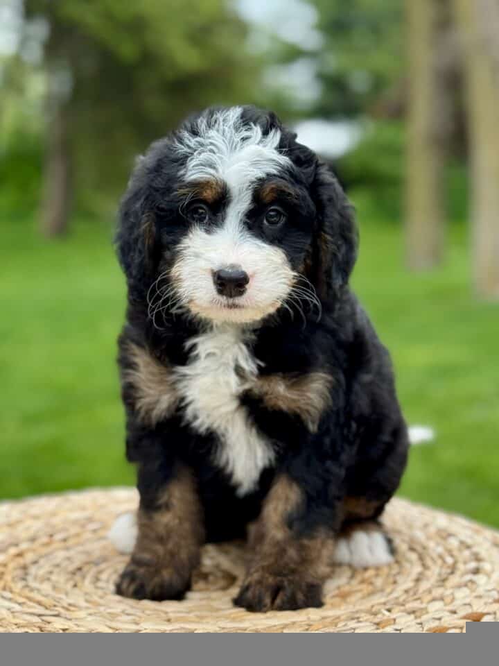 bernedoodle puppy