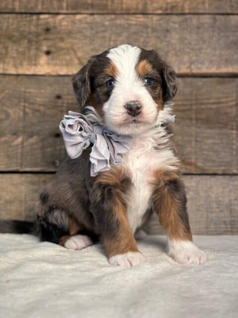 bernedoodle puppy