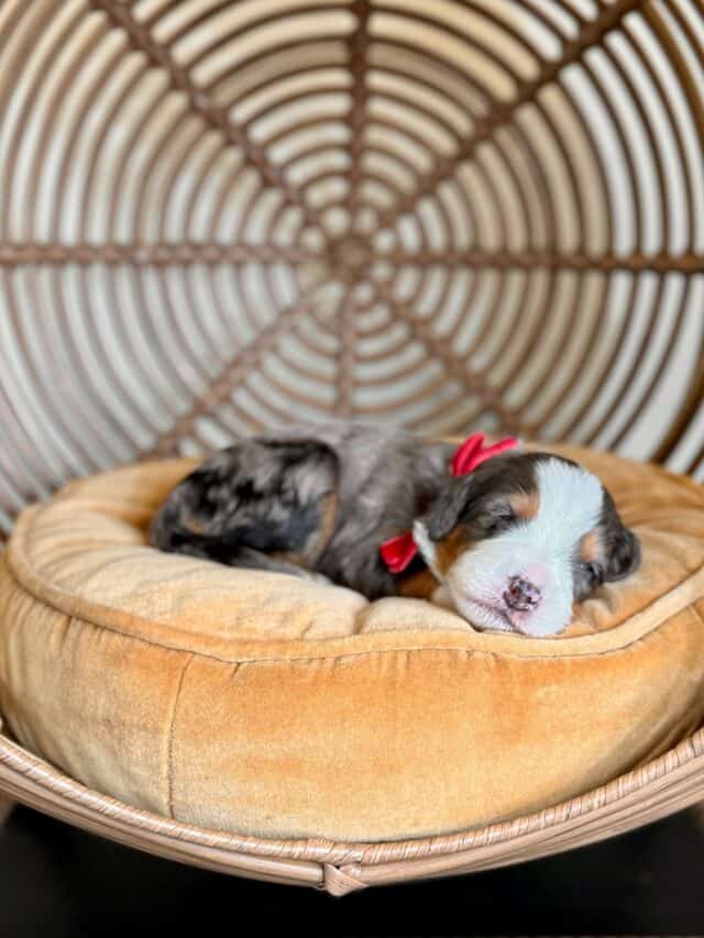 bernedoodle puppy