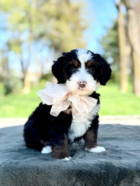 bernedoodle puppy