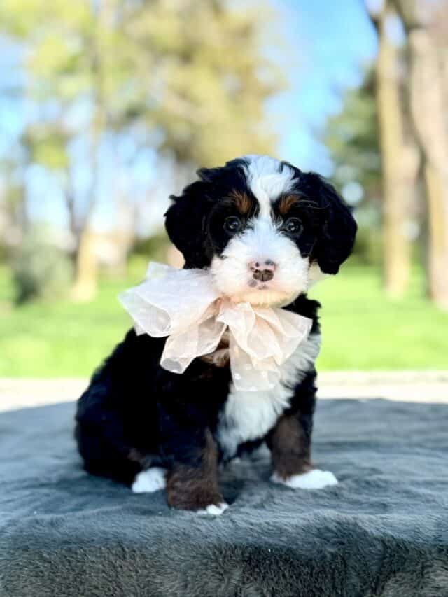 bernedoodle puppy