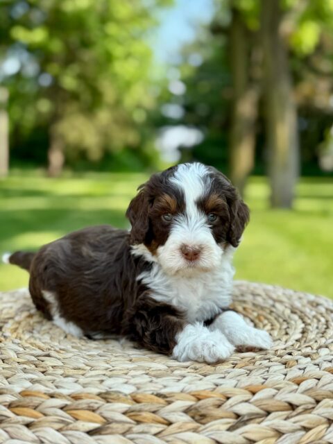 bernedoodle puppy
