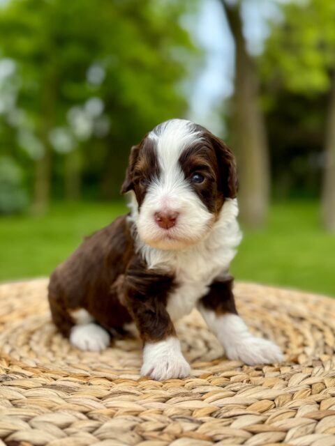 bernedoodle puppy
