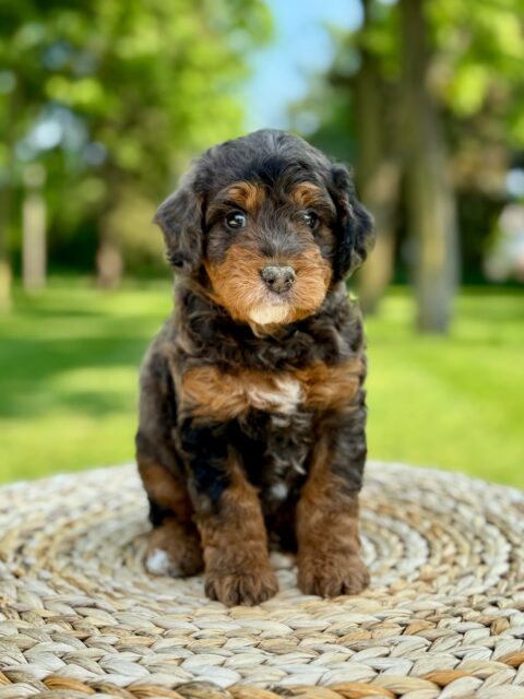 bernedoodle puppy