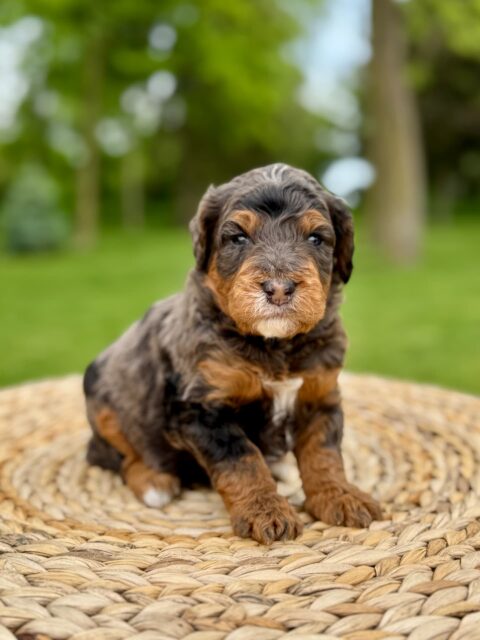 bernedoodle puppy