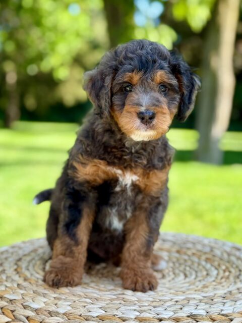 bernedoodle puppy