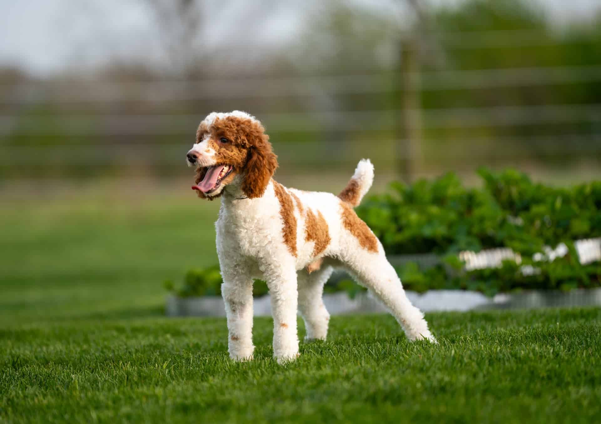 Luke, our Poodle stud