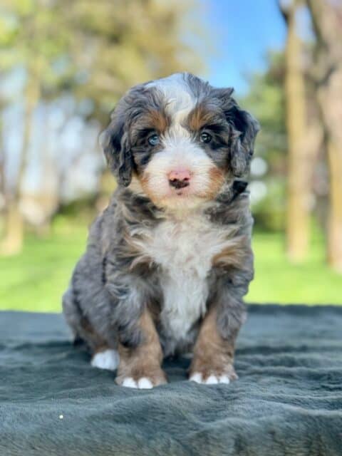 bernedoodle puppy
