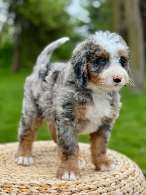 bernedoodle puppy