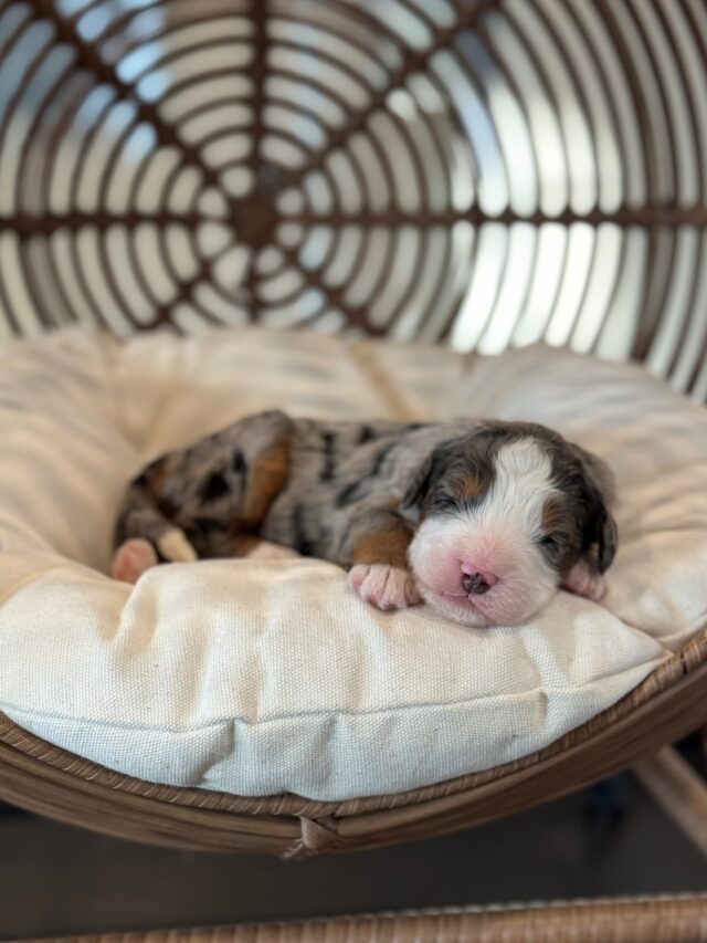 bernedoodle puppy