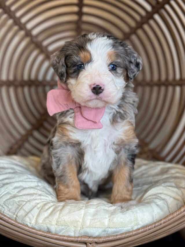 bernedoodle puppy