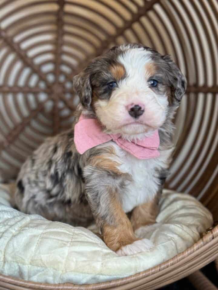 bernedoodle puppy