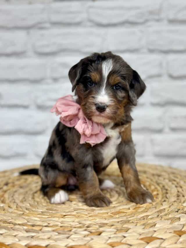 bernedoodle puppy