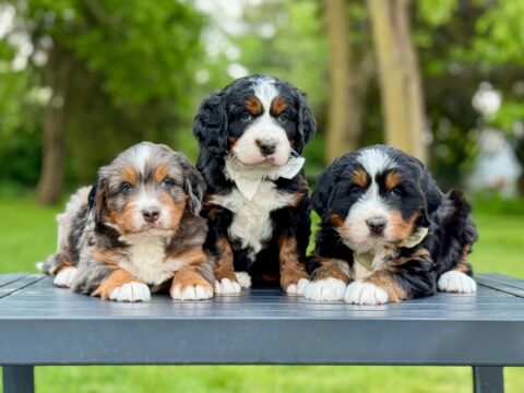 puppy
