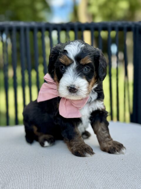 bernedoodle puppy