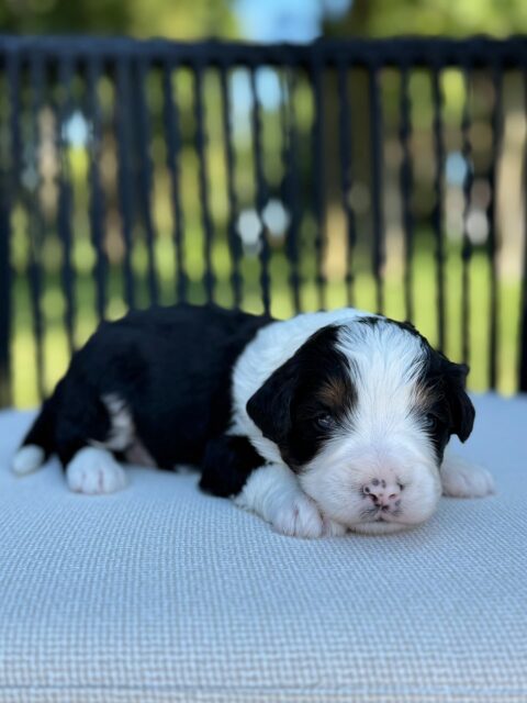 bernedoodle puppy