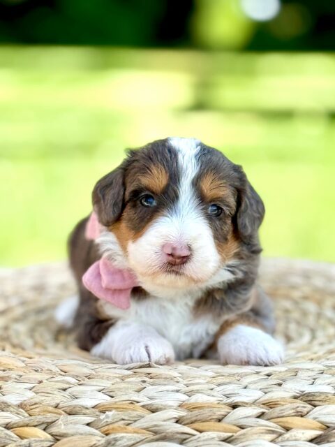 bernedoodle puppy