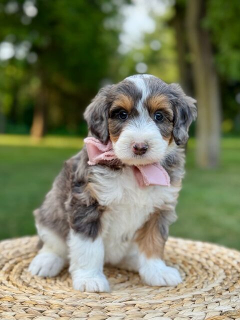 bernedoodle puppy