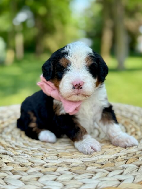 bernedoodle puppy
