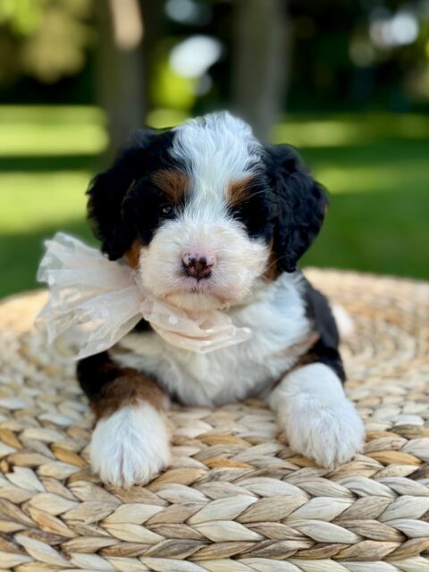 bernedoodle puppy
