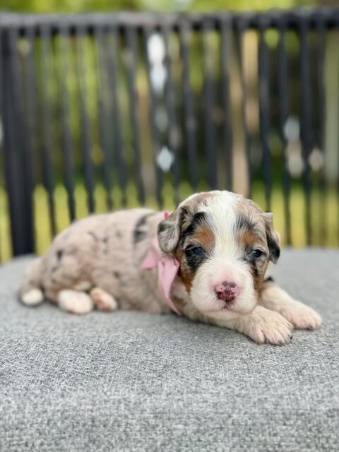 bernedoodle puppy