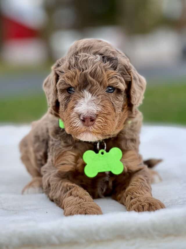 bernedoodle puppy