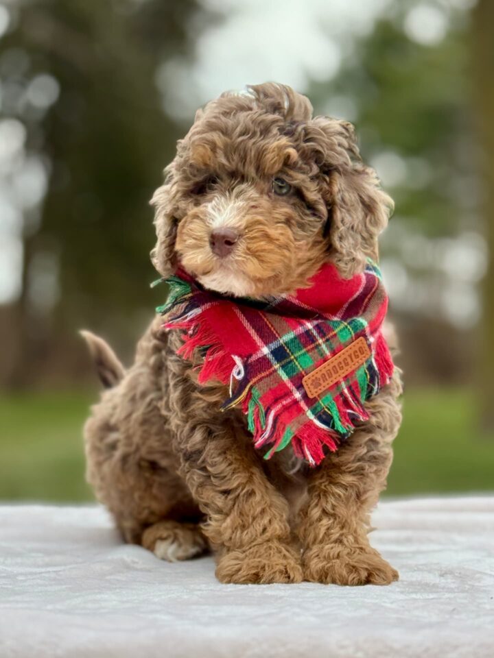 bernedoodle puppy