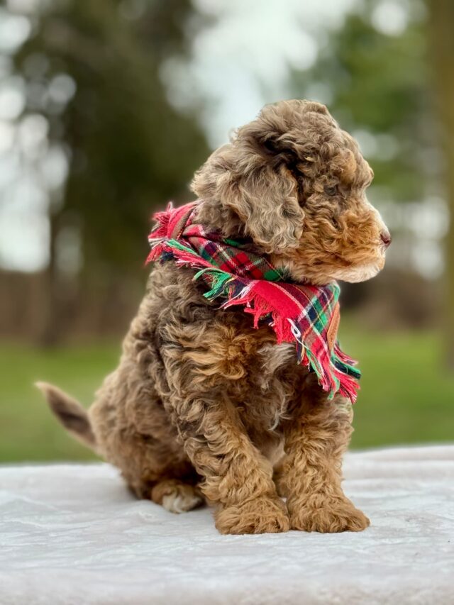 bernedoodle puppy