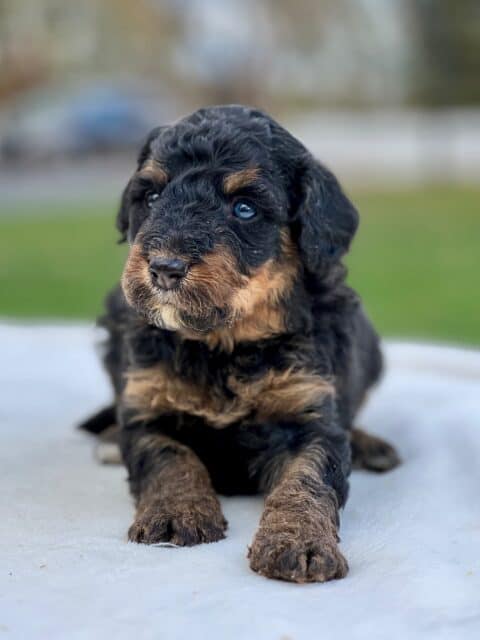 bernedoodle puppy