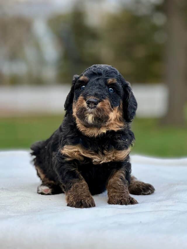 bernedoodle puppy