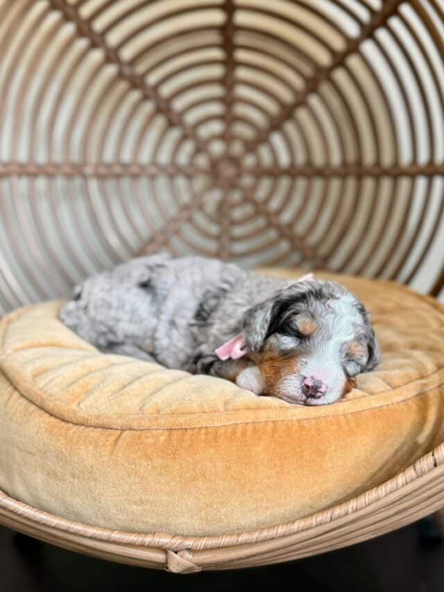 bernedoodle puppy