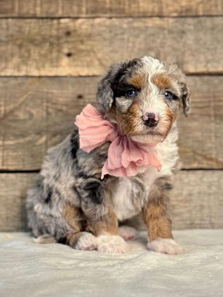 bernedoodle puppy