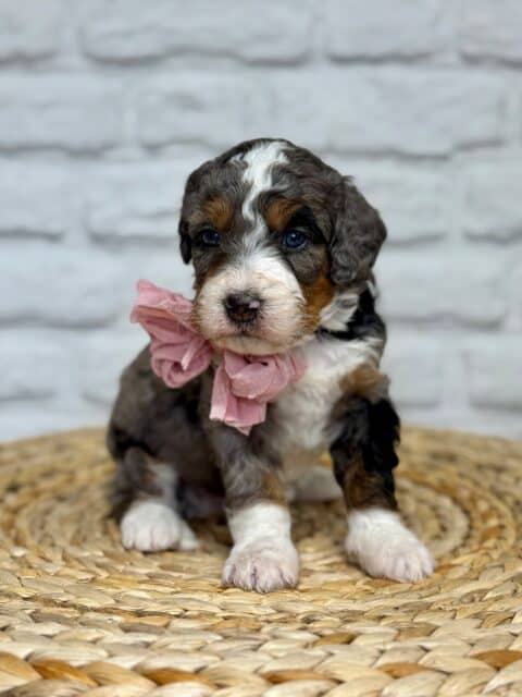 bernedoodle puppy