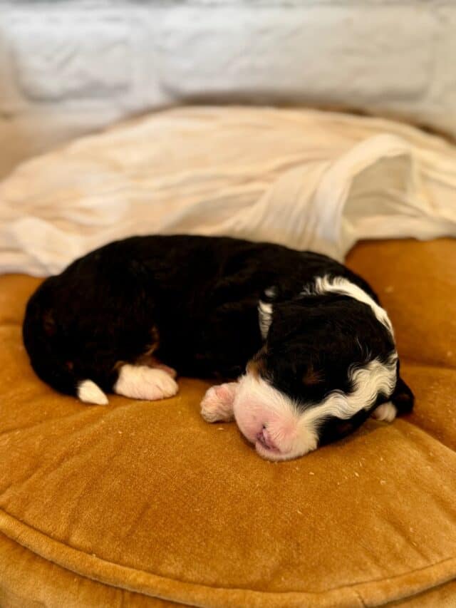 bernedoodle puppy