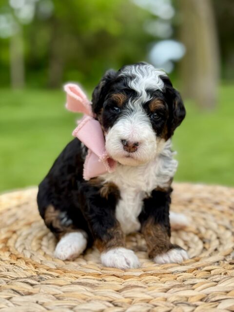 bernedoodle puppy