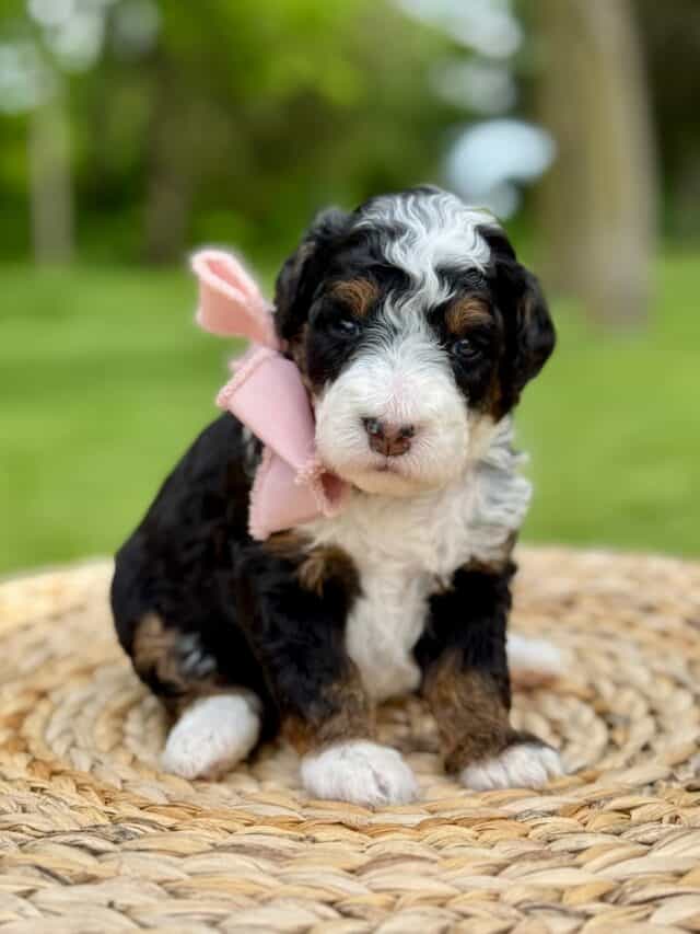 bernedoodle puppy