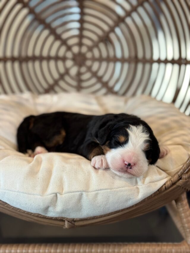 bernedoodle puppy