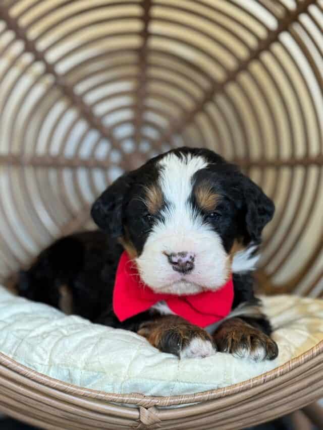 bernedoodle puppy