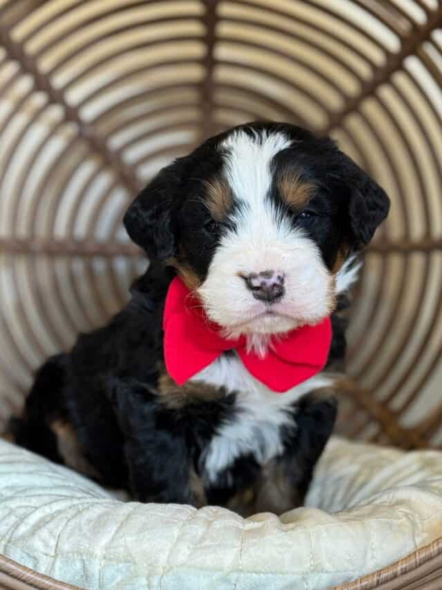 bernedoodle puppy