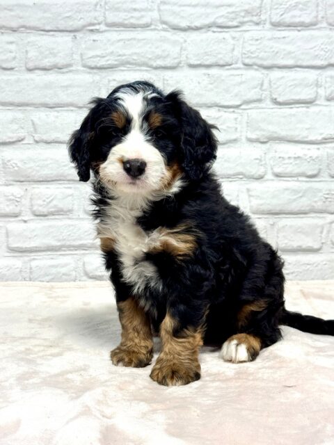 bernedoodle puppy