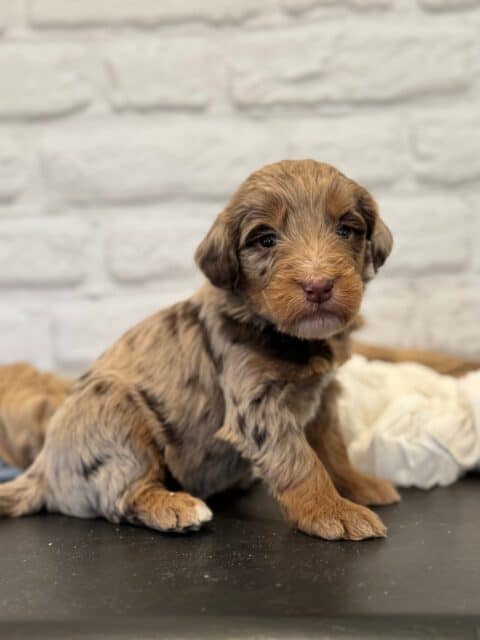 bernedoodle puppy