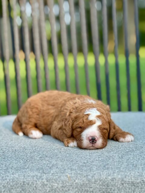bernedoodle puppy