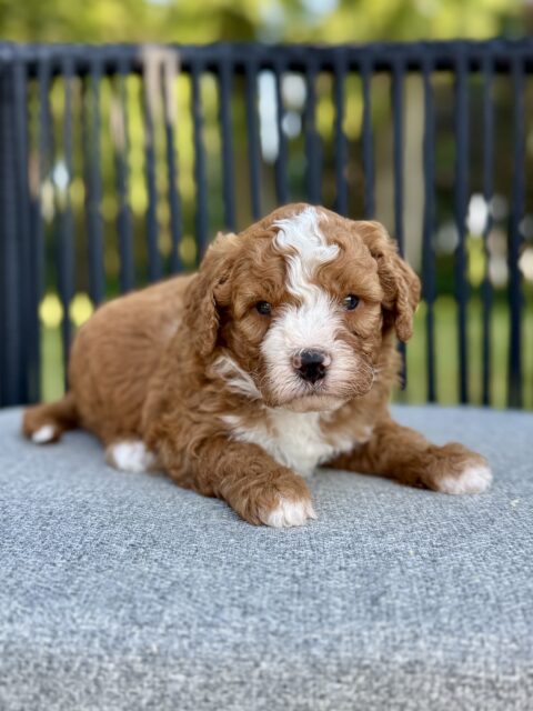 mushroom-bernedoodle puppy