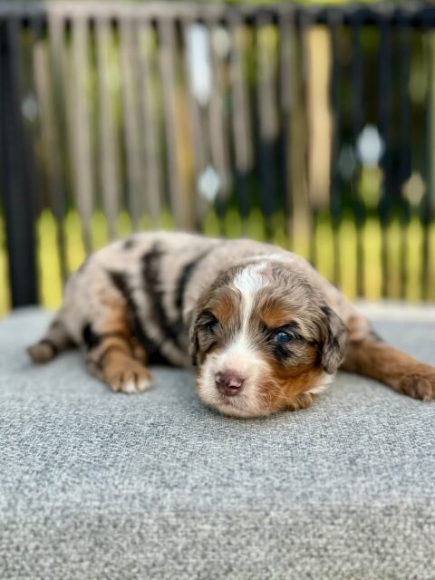 bernedoodle puppy