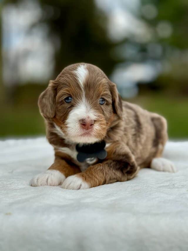 bernedoodle puppy