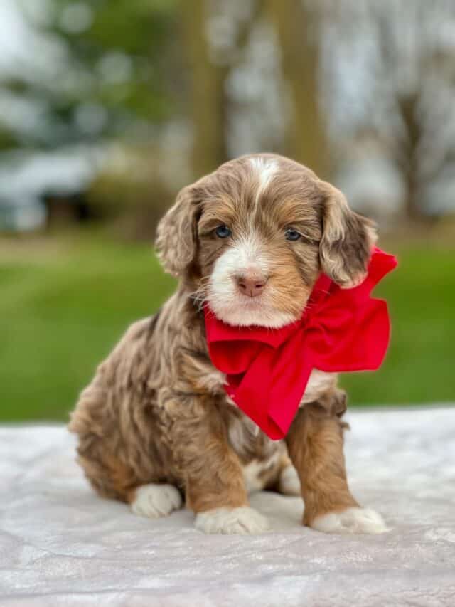 bernedoodle puppy